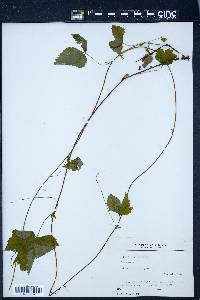 Rubus hispidus image