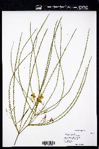 Parkinsonia aculeata image