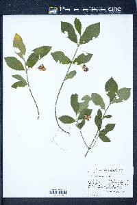 Image Associated With the Occurence