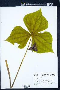 Trillium erectum image