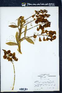 Lathyrus latifolius image