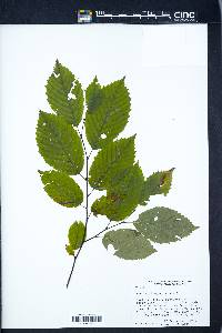 Betula alleghaniensis image