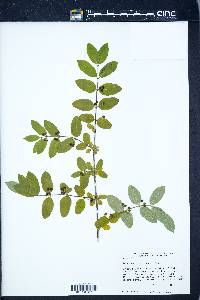 Lonicera morrowii image