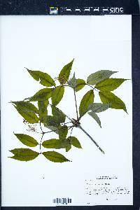 Sambucus racemosa subsp. racemosa image