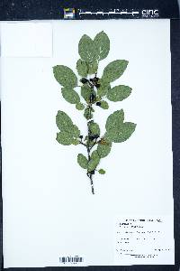 Rhamnus cathartica image