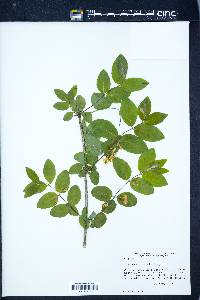 Lonicera morrowii image