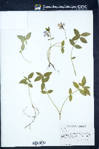 Vinca minor image