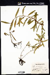 Proserpinaca palustris image