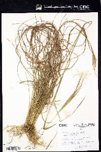 Andropogon elliottii image