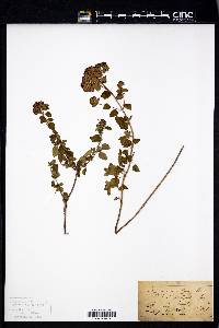 Origanum vulgare image