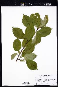 Prunus avium image