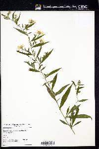 Symphyotrichum prenanthoides image