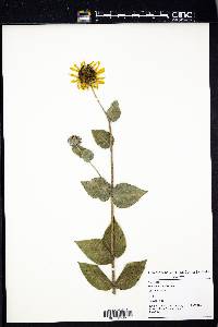 Helianthus mollis image