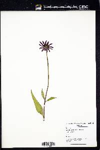 Echinacea purpurea image