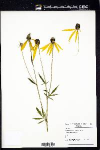 Ratibida pinnata image