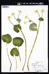 Caltha palustris image