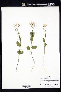 Cardamine douglassii image