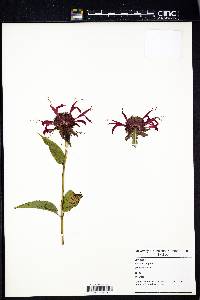 Monarda didyma image