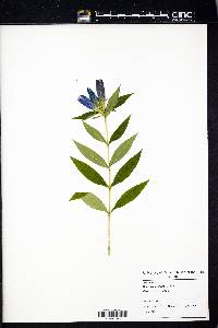 Gentiana andrewsii image