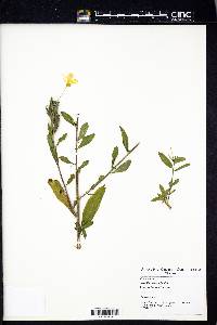 Oenothera pilosella image