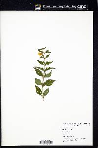 Mimulus alatus image