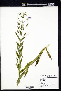 Mimulus alatus image