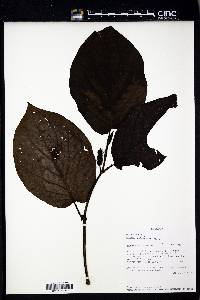 Image Associated With the Occurence