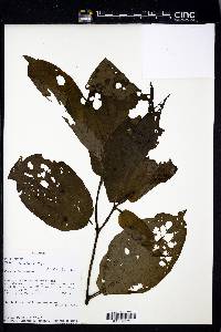 Image Associated With the Occurence