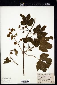 Humulus lupulus image