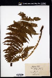 Dryopteris arguta image