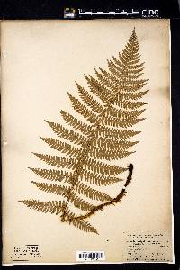 Dryopteris arguta image