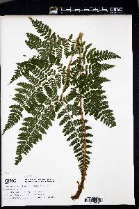 Dryopteris campyloptera image