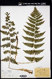 Dryopteris clintoniana image