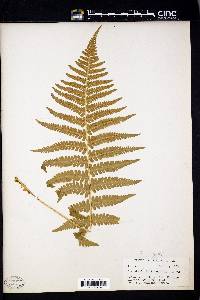 Dryopteris filix-mas image