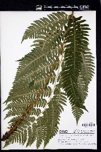 Dryopteris goldieana image