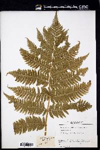 Dryopteris goldieana image