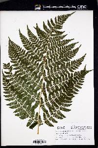 Dryopteris campyloptera image