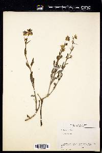 Mirabilis albida image