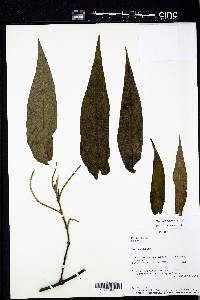 Peperomia elongata image