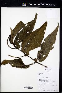 Peperomia elongata image