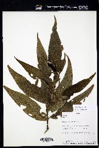 Peperomia elongata image