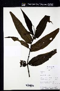 Peperomia elongata image