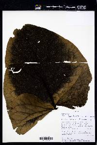 Image Associated With the Occurence