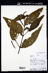 Image Associated With the Occurence