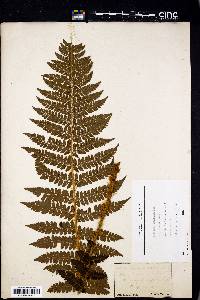 Polystichum muricatum image