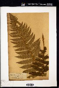 Polystichum muricatum image