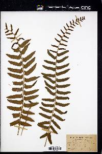 Aspidium acrostichoides image