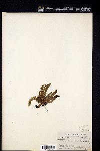 Polystichum lonchitis image