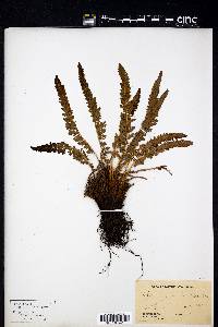 Polystichum mohrioides image