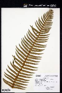 Polystichum munitum image